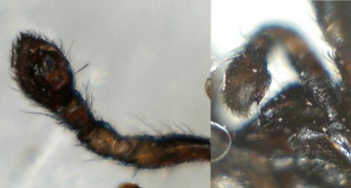 Réf. 247 869 : Zelotinae inconnu